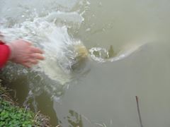 Floarea Popestiului 01.04.2012